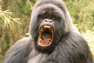 Note broken canine at lower right of the silverback's mouth. 