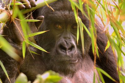 This picture illustrates the autofocus challenges in shooting gorillas.  Trying to get a shot through a hole in vegetation is a common event, so you have to mind the autofocus.  This is Kirezi.