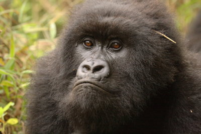 A female gorilla (Mararo, I think), ready for her close-up.