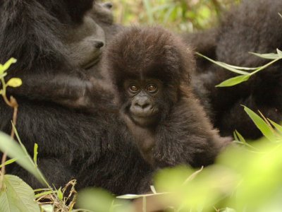 A curious baby gorilla looks at the assembled trekkers