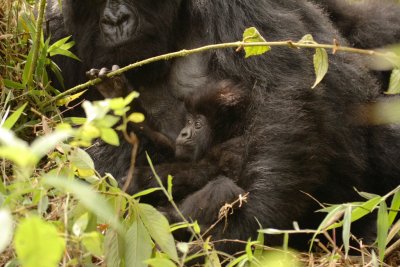 Mother (Sabana) and baby.  We spent a good five minutes only a few feet from these two gorillas.