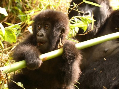 The baby gorilla (Inyenyeri) plays under mother's watchful eyes.  The adult is Kirezi.