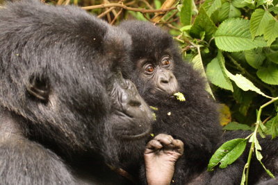 Mother (Ntamuhezo) and baby (Agasaro) enjoying some food
