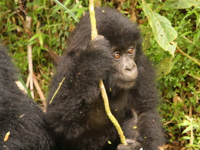 The gorillas were so close we had to switch to our wide-angle lens.