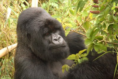 The Hirwa silverback feasts on some bamboo.
