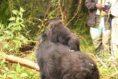 As we stood in a clearing, the mother and baby walked through the center of our group.