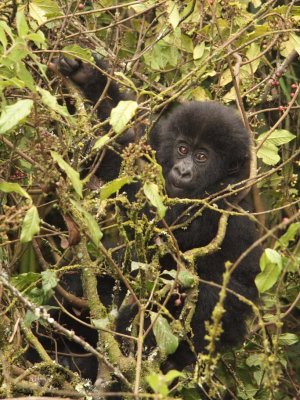 Near the end of our alotted one hour, the young gorillas were playing in a tree.