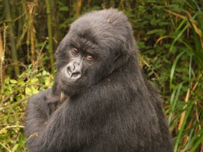 A female gorilla (Kirezi) checks on us as she eats bamboo.