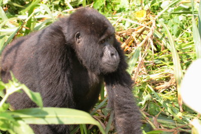 We encountered the gorillas in a valley, and here one of the females walks by.