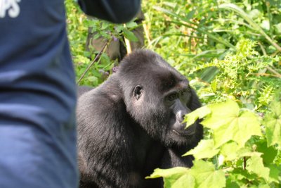 A silverback walks by, completely ignoring the small group of human onlookers.