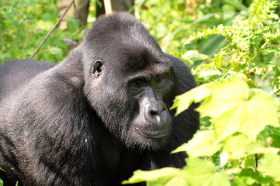 This dominant silverback bears the group's name, Nkuringo, which is also the name of a nearby mountain where the gorillas were first encountered.