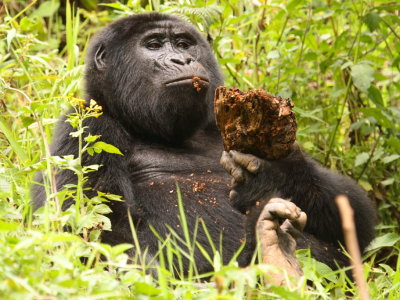 This gorilla, named Karibu, was enjoying some tree bark.