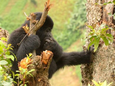 An adolescent gorilla relaxes in a tree.
