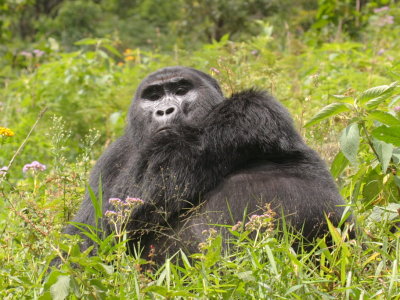 The silverback watches us as we struggle to follow the group up a very steep hill.