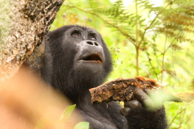 This gorilla followed the family program of bark-eating.