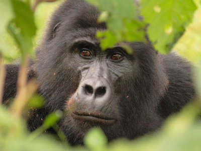 This gorilla peered at us through a small hole in the surrounding vegetation.