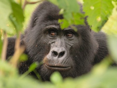 Mountain Gorillas From Nkuringo Group, Uganda