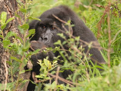 This gorilla kept sticking her face into the tree to retrieve more bark, making this a difficult picture.