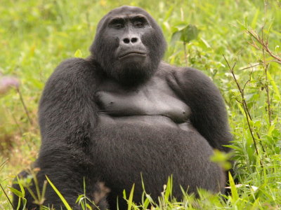 The physique of this silverback seems quite different from its counterparts in Rwanda.