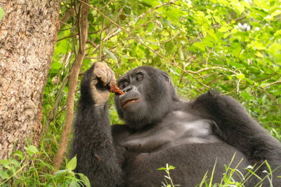 The silverback savors a meal of tree bark.