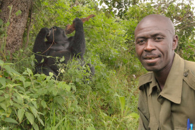 Our UWA ranger poses with the bark-munching silverback in the background.