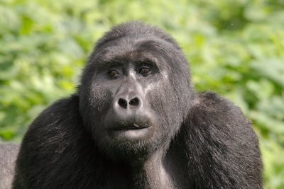 When we first arrived at the group, the silverbacks were chasing off a solitary blackback intent on doing some wife-shopping from the group's female ranks.