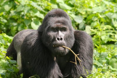 This is the group's dominant silverback, Rwansigazi.