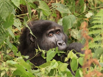 Even though they were in a relatively open area, the vegetation was still dense and often obscured the gorillas from view.