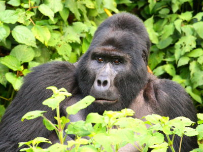 Rwansigazi watched over the group, spread out over a large open area in the forest.