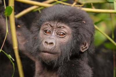 Our group was awestruck by the baby's curiousity toward us.  This picture of Rukundo's baby was chosen as a finalist in the 2007 Atlanta Journal-Constitution Travel Photo Contest, Animals category. 