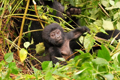 All the while, his mother Rukundo sat right behind intently eating vegetation.