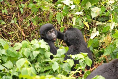 Meanwhile, up a ridge, two other young gorillas square off in a play fight.