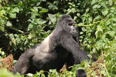Then, abruptly, Rwansigazi broke up the play fight and our time with the gorillas was over.  The silverbacks' chest-beating echoed through the forest as we hiked away.