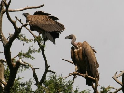 African white-backed vultures at Debre Birhan Selassie Church