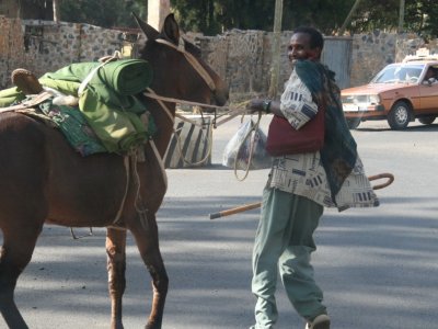 An Ethiopian man and his recalcitrant mule