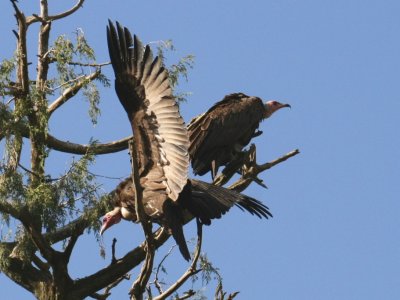 Hooded vultures at Kuskuam Church Complex