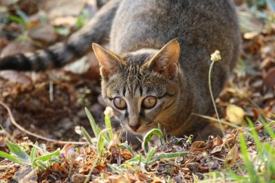 Cat stalking the grounds of the Goha Hotel