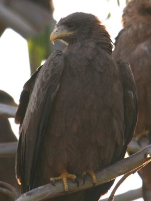 Dozens of these yellow-billed kites inhabited the trees at the Goha Hotel