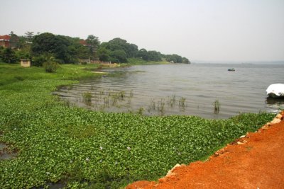 The lush northern shore of Lake Victoria