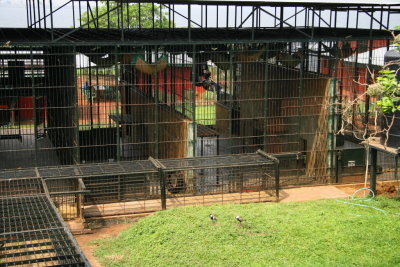This holding facility houses the chimpanzees at night.  During the day, only a few escape artists who cannot be allowed to roam the forest stay here.