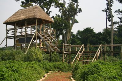 Observation platforms make viewing the chimpanzees easier, if they are nearby.