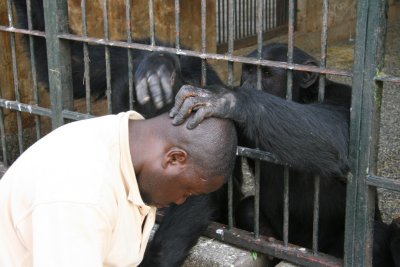 One of the chimps greets Stany, the head caregiver.  The chimps' affection for the caregivers is immediately obvious.