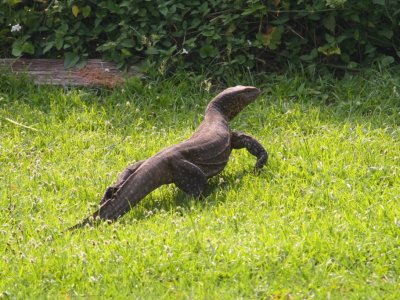 The island is also home to numerous water monitor lizards.  These 3-4 foot long lizards are terribly afraid of people, and are harmless.