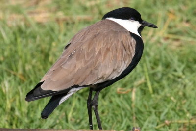 Spur-winged plovers are common on the island.