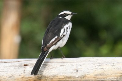 African pied wagtail