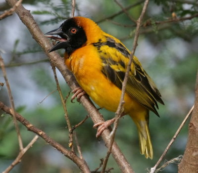 A male black-headed weaver sticks out his tongue