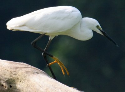 Little egret, another common bird on Ngamba Island.