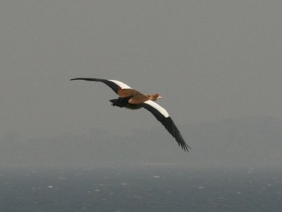 An Egyptian Goose in flight