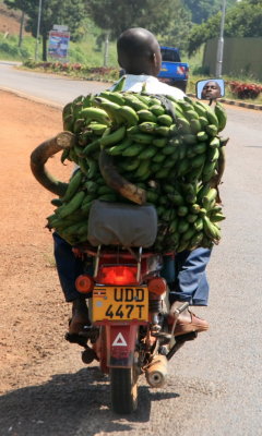 Transporting bananas to market
