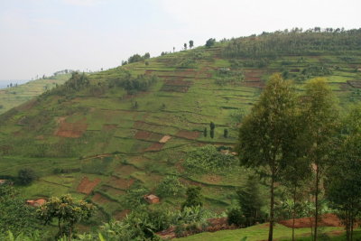 The lush green, cultivated scenery of Rwanda